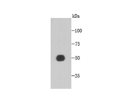Fig1: Western blot analysis of CCDC51 on recombinant protein using anti-CCDC51 antibody at 1/1,000 dilution.