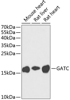 Western blot - GATC Polyclonal Antibody 