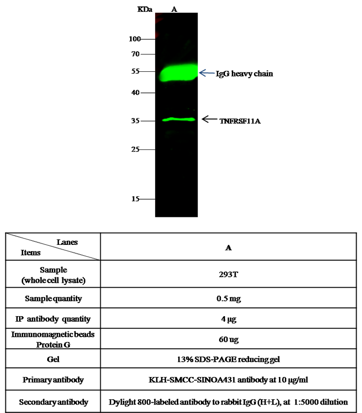 TNFRSF11A Antibody, Rabbit PAb, Antigen Affinity Purified, Immunoprecipitation