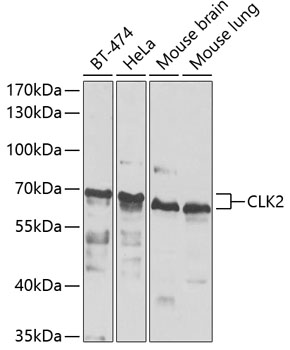 Western blot - CLK2 Polyclonal Antibody 