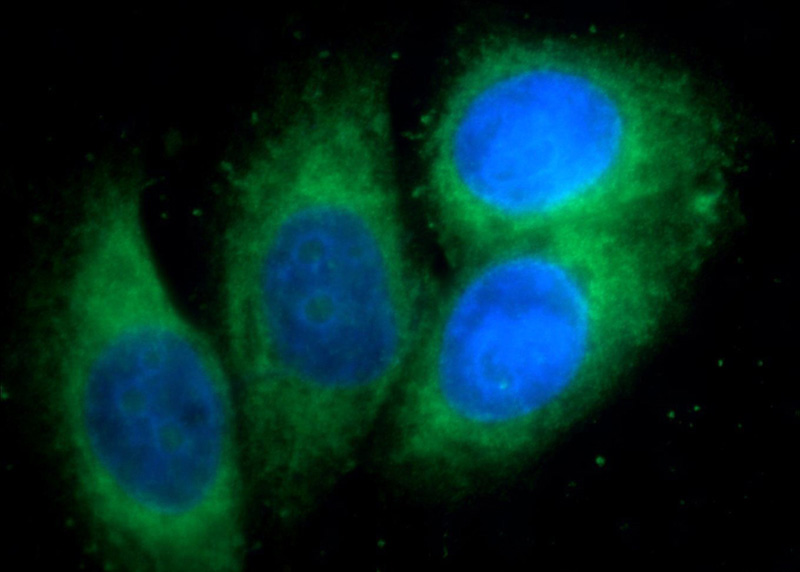 Immunofluorescent analysis of HepG2 cells using Catalog No:110460(FAM114A1 Antibody) at dilution of 1:25 and Alexa Fluor 488-congugated AffiniPure Goat Anti-Rabbit IgG(H+L)
