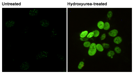 Immunofluorescent analysis of Phosphorylation of H2A.X at Serine 139 in 3T3 or Hydroxyurea-treated 3T3 cells using Phospho-Histone H2A.X