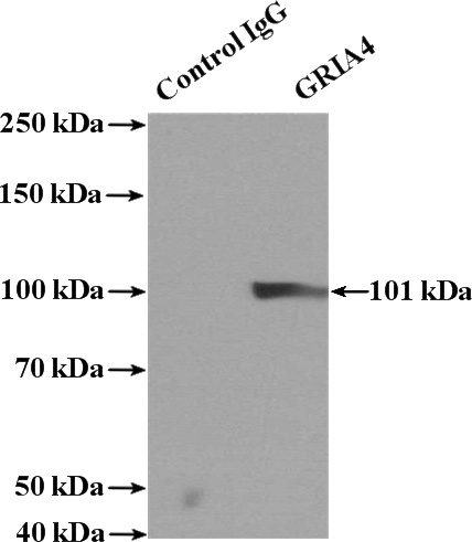 IP Result of anti-GRIA4 (IP:Catalog No:111205, 4ug; Detection:Catalog No:111205 1:300) with mouse brain tissue lysate 4000ug.