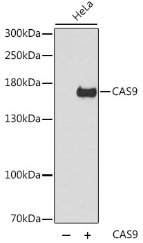 Western blot - CAS9 Polyclonal Antibody 