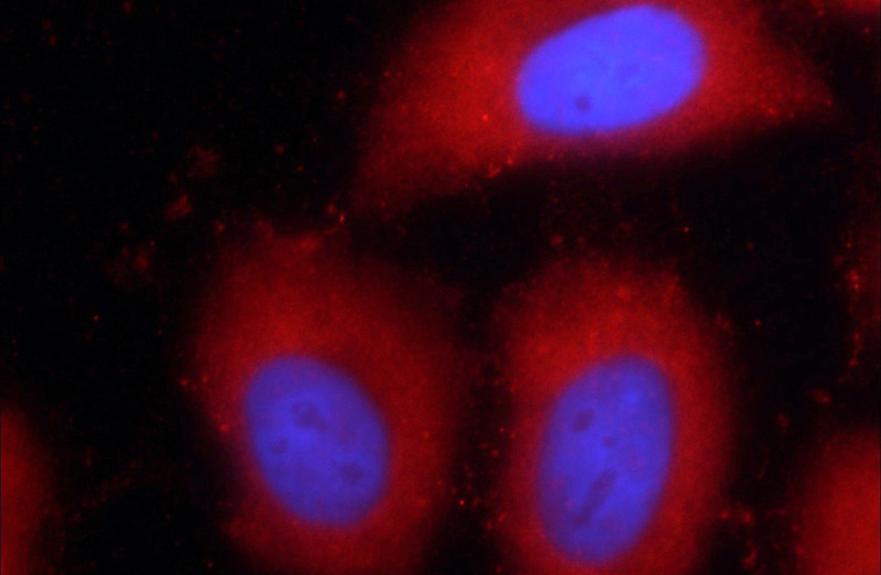Immunofluorescent analysis of HepG2 cells using Catalog No:108797(C9orf11 Antibody) at dilution of 1:25 and Rhodamine-Goat anti-Rabbit IgG