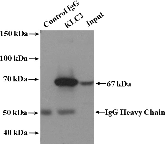 IP Result of anti-KLC2 (IP:Catalog No:112074, 4ug; Detection:Catalog No:112074 1:800) with mouse testis tissue lysate 4400ug.