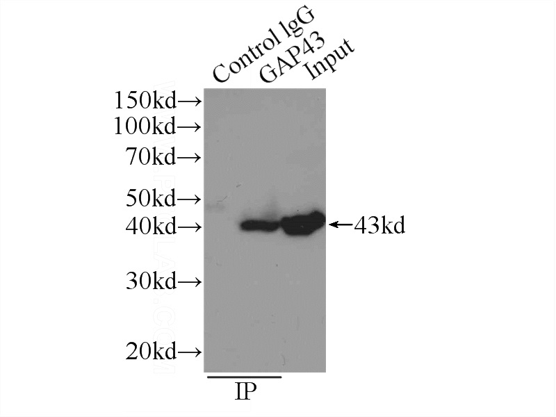 IP Result of anti-GAP43 (IP:Catalog No:110863, 4ug; Detection:Catalog No:110863 1:500) with mouse brain tissue lysate 6000ug.