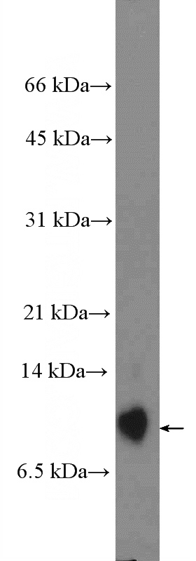 mouse brain tissue were subjected to SDS PAGE followed by western blot with Catalog No:108914(CAMK2N1 Antibody) at dilution of 1:600