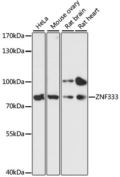 Western blot - ZNF333 Polyclonal Antibody 