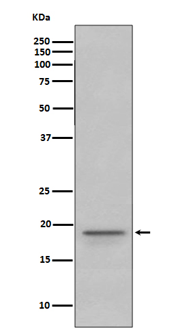 Western blot analysis of Myelin Basic Protein expression in Human fetal brain lysate.