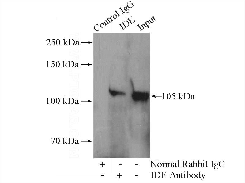 IP Result of anti-IDE (IP:Catalog No:111600, 4ug; Detection:Catalog No:111600 1:500) with HepG2 cells lysate 1600ug.