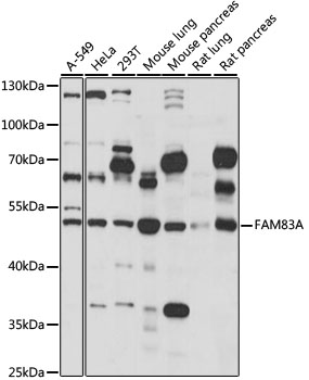 Western blot - FAM83A Polyclonal Antibody 
