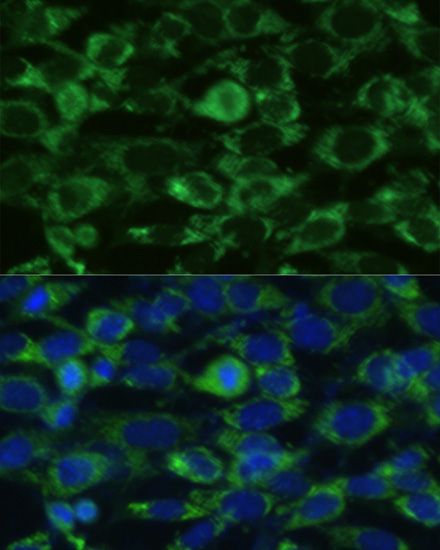 Immunofluorescence - GLUD1 Polyclonal Antibody 