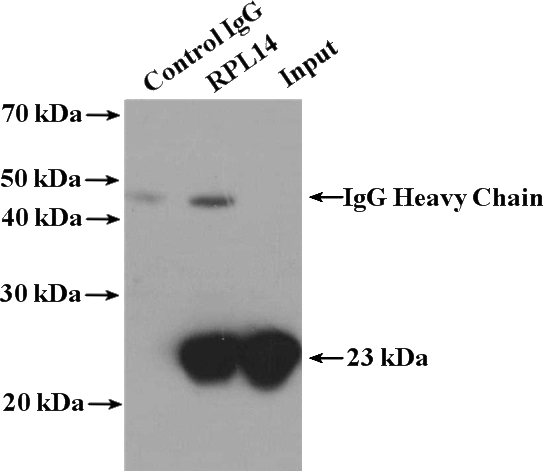 IP Result of anti-RPL14 (IP:Catalog No:114815, 4ug; Detection:Catalog No:114815 1:1000) with mouse liver tissue lysate 6800ug.