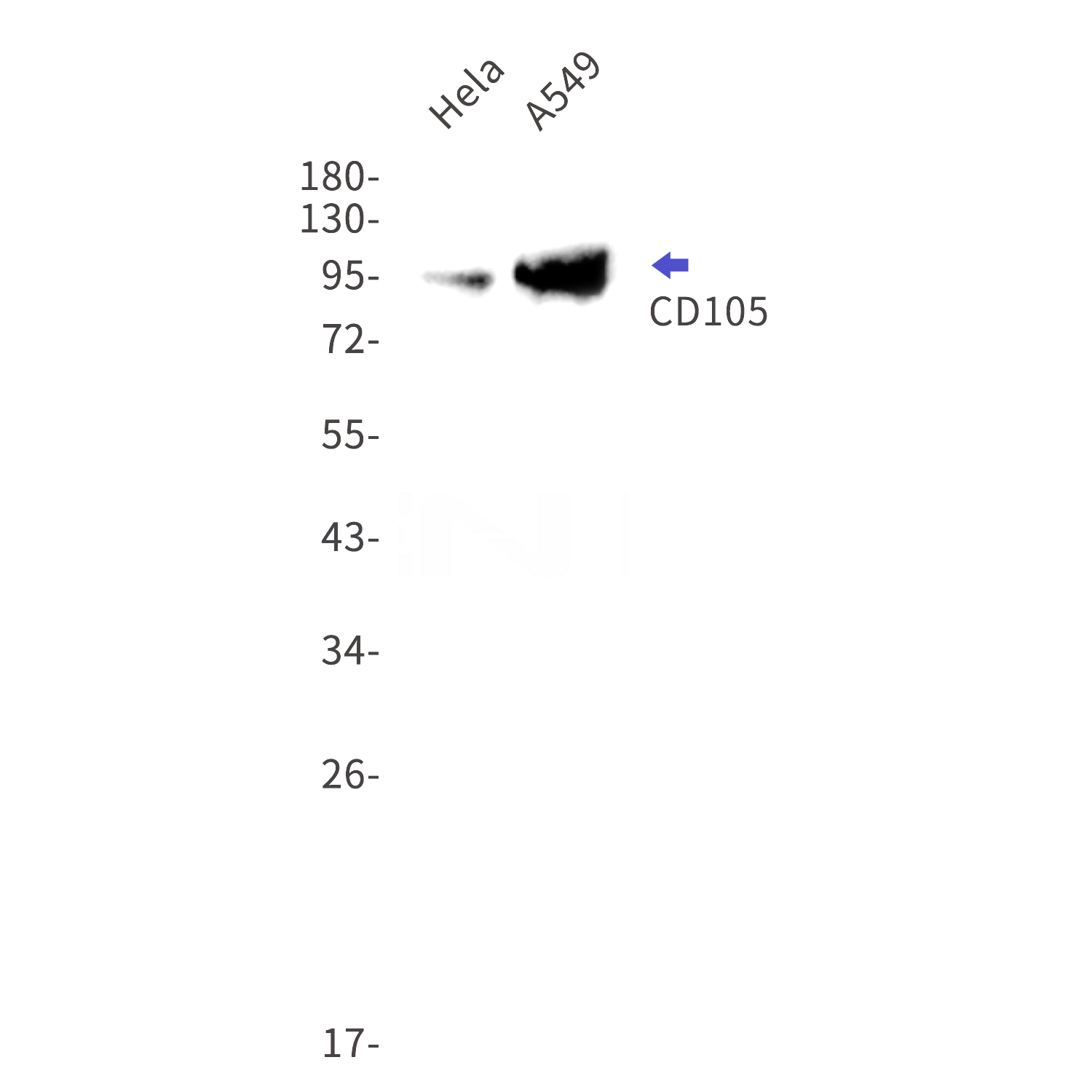 Western blot detection of CD105 in Hela,A549 cell lysates using CD105 Rabbit mAb(1:1000 diluted).Predicted band size:71kDa.Observed band size:95kDa.