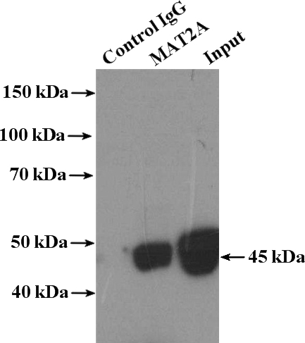 IP Result of anti-MAT2A (IP:Catalog No:112493, 4ug; Detection:Catalog No:112493 1:500) with HepG2 cells lysate 3200ug.