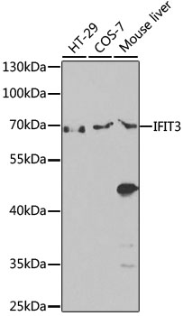 Western blot - IFIT3 Polyclonal Antibody 