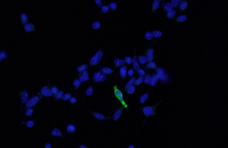 Immunofluorescent analysis of Transfected HEK-293 cells using Catalog No:117313(Flag tag Antibody) at dilution of 1:25 and Alexa Fluor 488-congugated AffiniPure Goat Anti-Rabbit IgG(H+L)