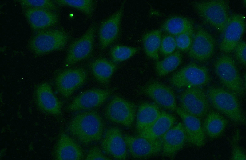 Immunofluorescent analysis of (-20oc Ethanol) fixed HeLa cells using Catalog No:108259(ARHGAP1 Antibody) at dilution of 1:100 and Alexa Fluor 488-congugated AffiniPure Goat Anti-Rabbit IgG(H+L)