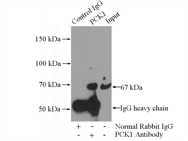 IP Result of anti-PCK1 (IP:Catalog No:113739, 4ug; Detection:Catalog No:113739 1:500) with HepG2 cells lysate 3600ug.