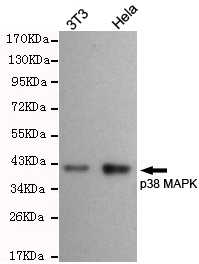 Western blot detection of p38 MAPK in 3T3 and Hela cell lysates using p38 MAPK rabbit pAb (dilution 1:300).Predicted band size:43KDa.Observed band size:43KDa.
