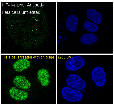 Immunofluorescent analysis of Hela cells, using HIF-1 alpha Antibody.