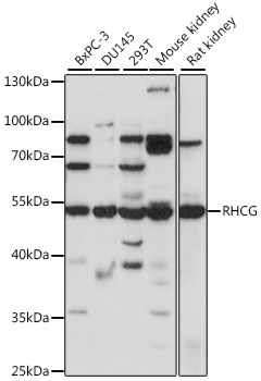 Western blot - RHCG Polyclonal Antibody 