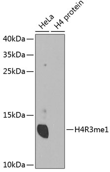 Western blot - MonoMethyl-Histone H4-R3 pAb 