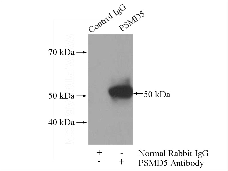 IP Result of anti-PSMD5 (IP:Catalog No:114243, 4ug; Detection:Catalog No:114243 1:800) with mouse liver tissue lysate 4000ug.