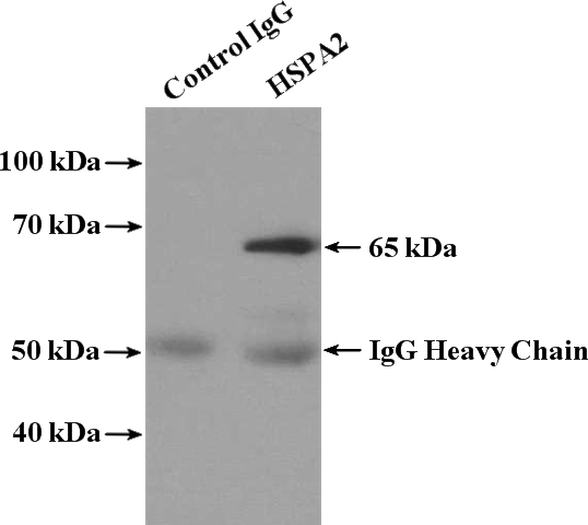 IP Result of anti-HSPA2 (IP:Catalog No:111574, 4ug; Detection:Catalog No:111574 1:1000) with mouse skeletal muscle tissue lysate 4000ug.