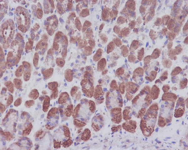 Immunohistochemical analysis of paraffin-embedded mouse stomach, using IKB alpha Antibody.