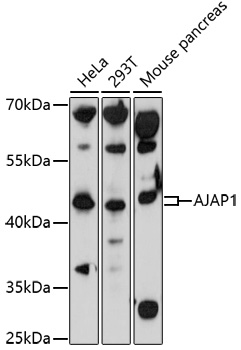 Western blot - AJAP1 Polyclonal Antibody 