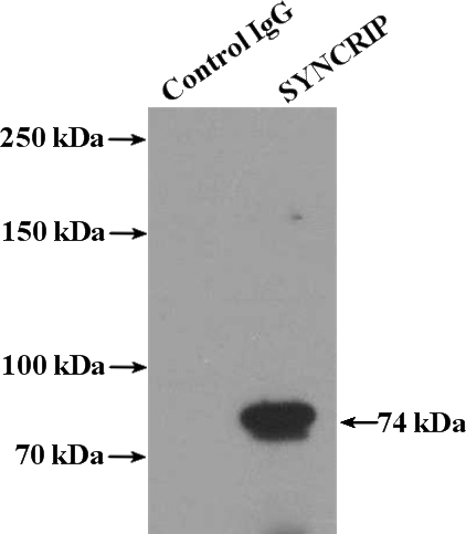 IP Result of anti-SYNCRIP (IP:Catalog No:115780, 4ug; Detection:Catalog No:115780 1:500) with A431 cells lysate 1200ug.