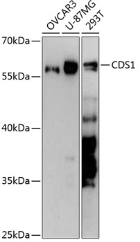 Western blot - CDS1 Polyclonal Antibody 