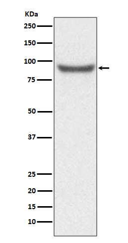 Western blot analysis of XRCC1 expression in HeLa cell lysate.