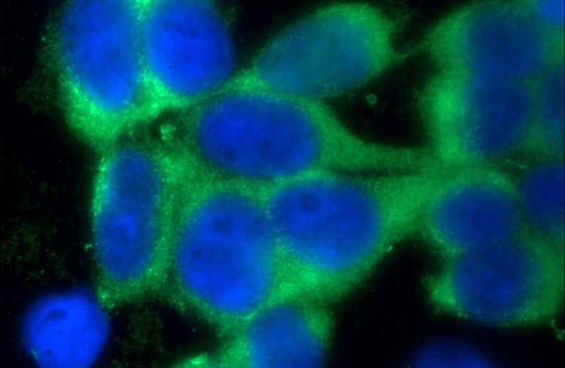 Immunofluorescent analysis of HEK-293 cells using Catalog No:116381(TTC32 Antibody) at dilution of 1:25 and Alexa Fluor 488-congugated AffiniPure Goat Anti-Rabbit IgG(H+L)