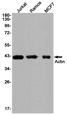 Western blot detection of Actin in Jurkat,Ramos,MCF7 cell lysates using Actin Rabbit pAb(1:1000 diluted).Predicted band size:42KDa.Observed band size:42KDa.