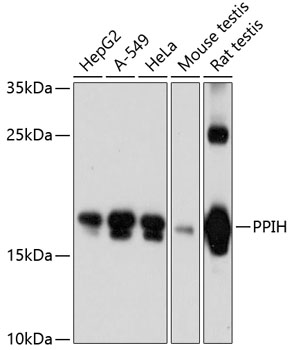 Western blot - PPIH Polyclonal Antibody 