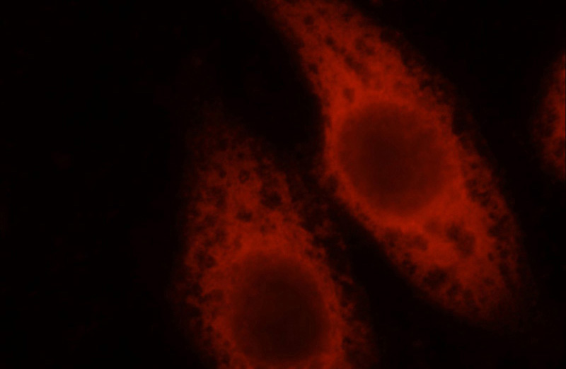Immunofluorescent analysis of HepG2 cells, using MEPE antibody Catalog No:112659 at 1:50 dilution and Rhodamine-labeled goat anti-rabbit IgG (red).