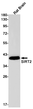Western blot detection of SIRT2 in Rat Brain lysates using SIRT2 Rabbit pAb(1:1000 diluted).Predicted band size:43kDa.Observed band size:39kDa.