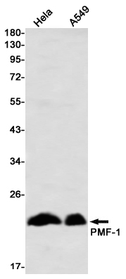 Western blot detection of PMF-1 in Hela,A549 using PMF-1 Rabbit mAb(1:1000 diluted)
