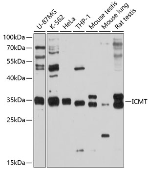 Western blot - ICMT Polyclonal Antibody 
