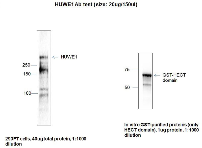 WB result of HUWE1 antibody (Catalog No:111729, 1:1000) with 293 cells by Dr. Emilia Galperin, University of Kentucky.
