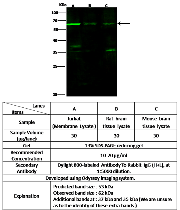 MAG / GMA / Siglec-4 Antibody, Rabbit PAb, Antigen Affinity Purified, Western blot