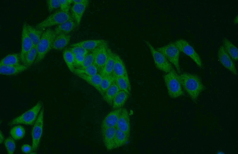 Immunofluorescent analysis of HepG2 cells using Catalog No:109777(DDRGK1 Antibody) at dilution of 1:25 and Alexa Fluor 488-congugated AffiniPure Goat Anti-Rabbit IgG(H+L)