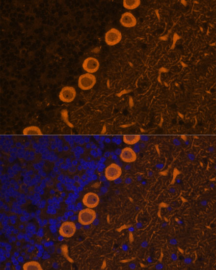 Immunofluorescence - PRKCG Polyclonal Antibody 