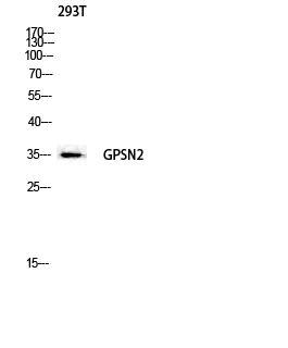 Fig1:; Western blot analysis of 293T lysis using GPSN2 antibody. Antibody was diluted at 1:2000