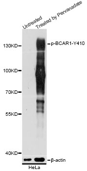 Western blot - Phospho-BCAR1-Y410 pAb 
