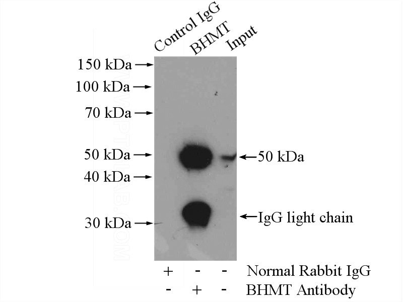 IP Result of anti-BHMT (IP:Catalog No:117140, 4ug; Detection:Catalog No:117140 1:1000) with mouse kidney tissue lysate 4400ug.