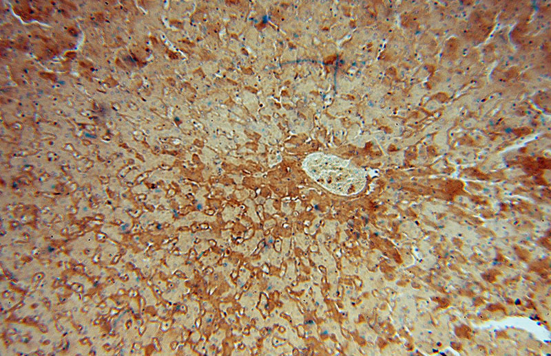 Immunohistochemical of paraffin-embedded human liver using Catalog No:114898(RPL6 antibody) at dilution of 1:50 (under 10x lens)